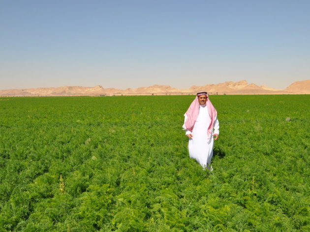 A field with tomatos in Al-Fawaz A field with tomatos in Al-Fawaz