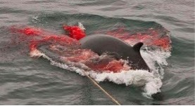 whale slaughter whale slaughter