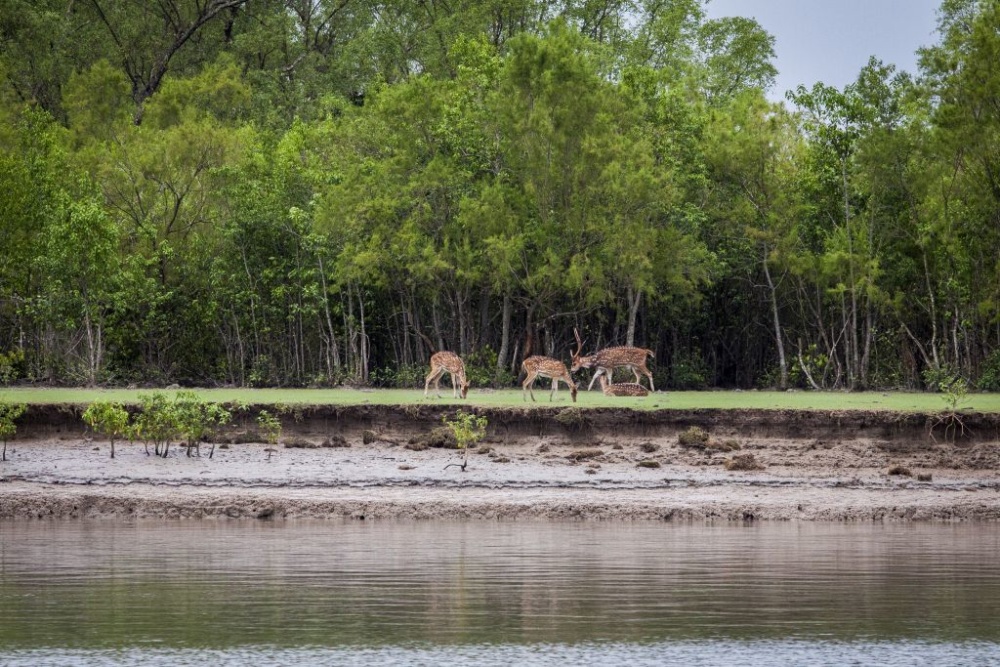 Photos from the Sundarbans mangrove forest. Photos from the Sundarbans mangrove forest.