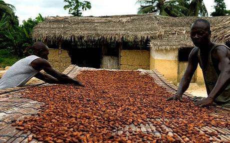 Cocoa farmers in Ghana threaten to blacklist cocoa buying companies over cheating. Cocoa farmers in Ghana threaten to blacklist cocoa buying companies over cheating.