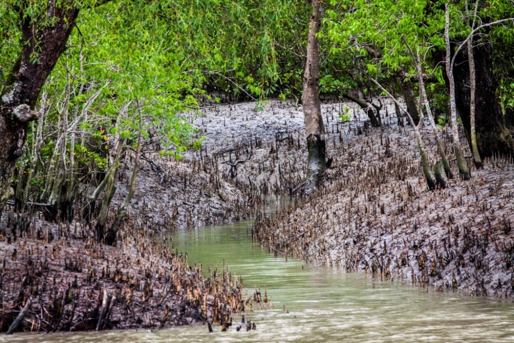 Sundarban Tourism