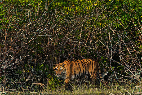 sundarban tiger 