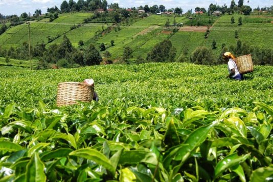 Tea production in Kenya Tea production in Kenya