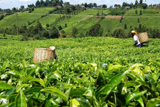 Tea production in Kenya Tea production in Kenya