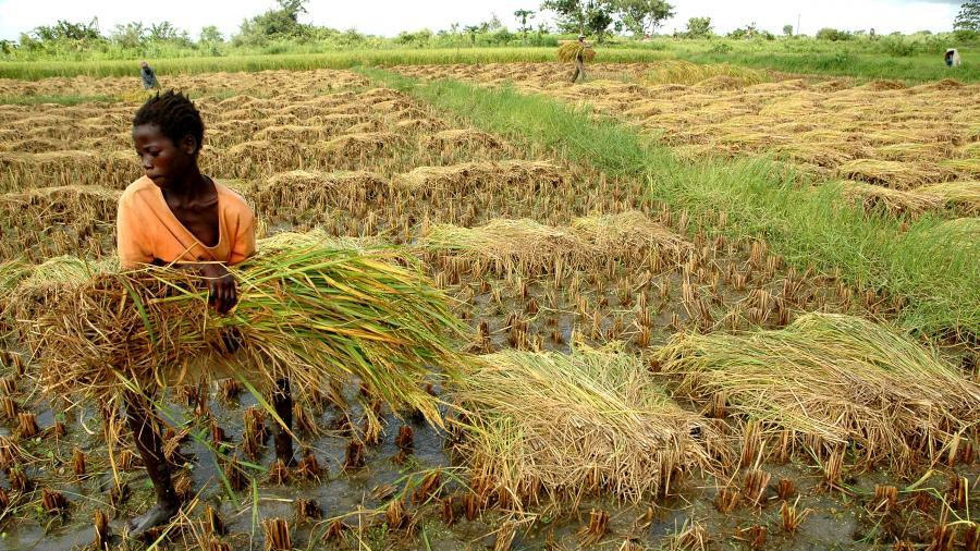 west africa farming