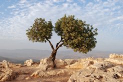 israel_tree