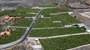 bananas fairtrade bananas fairtrade