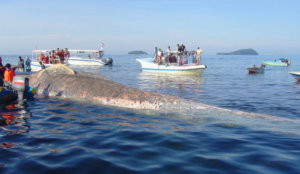 whales ghana