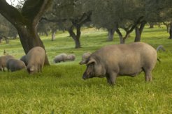 iberico_hogs
