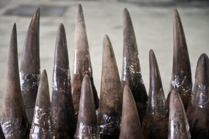 rhino horn trade