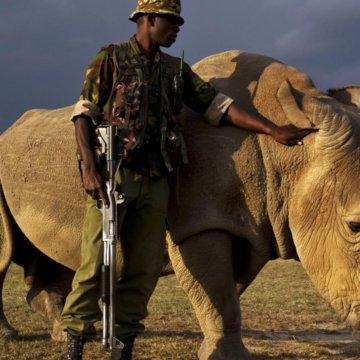 rhino sudan