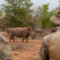 RHINO WITH RANGERS AT FARM 0.jpg