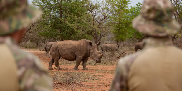 RHINO WITH RANGERS AT FARM 01jpg