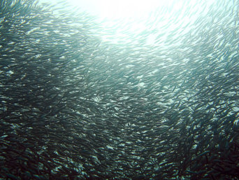 sardine