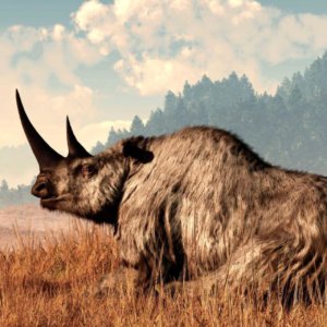 woolly rhino illustration