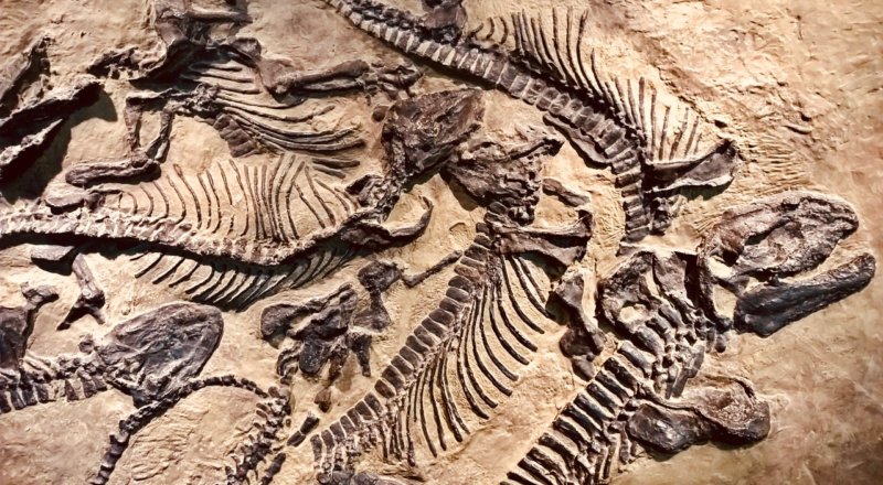 dino fossils