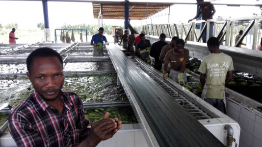 Akufo-Addo wants to build a factory in each of the 216 Ghanaian districts in cooperation with the private sector. Akufo-Addo wants to build a factory in each of the 216 Ghanaian districts in cooperation with the private sector.
