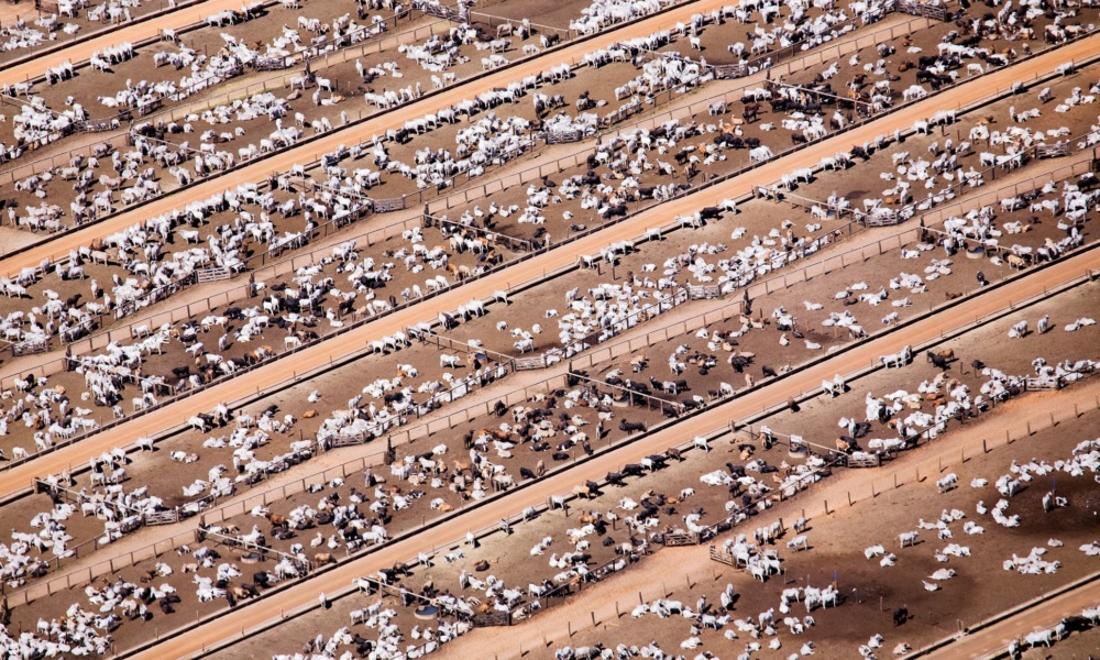 Throusands of cattle populate a ranch on land cleared from the Amazon rain forest in Brazil. Throusands of cattle populate a ranch on land cleared from the Amazon rain forest in Brazil.