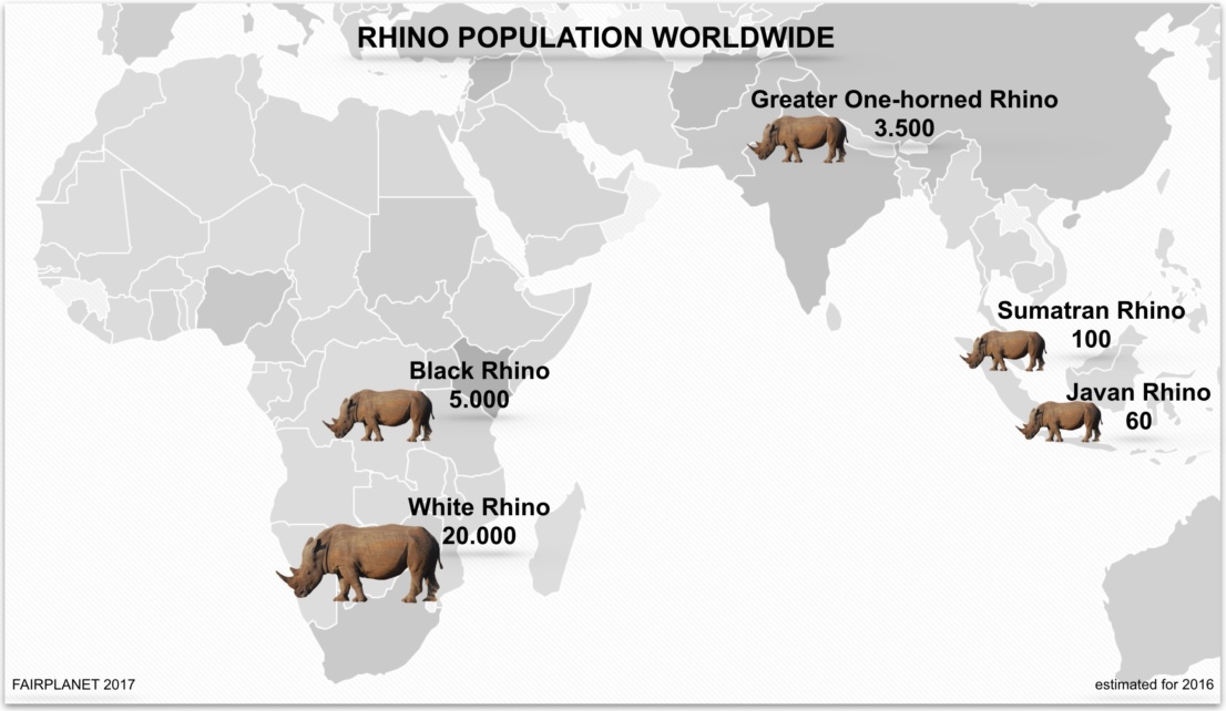 Rhino Population - How many Rhinos are Left 2020? - Rhino Rest