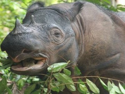 sumatran_rhino sumatran_rhino
