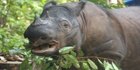 sumatran_rhino sumatran_rhino