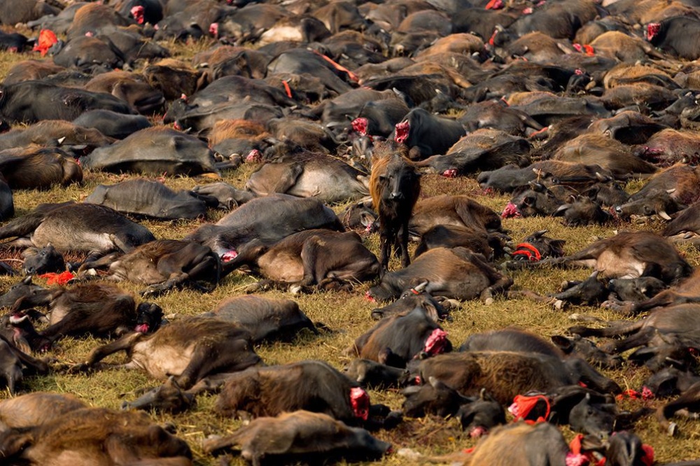 Estimated 200,000 animals were killed in Gadhimai festival every five years to please the goddess Gadhimai. After 400 years of tradition it is now forbidden. Estimated 200,000 animals were killed in Gadhimai festival every five years to please the goddess Gadhimai. After 400 years of tradition it is now forbidden.