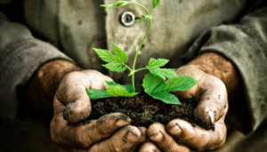 Man hands holding a green young plant