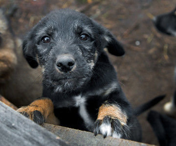 puppy_Russia-Petition_against_dog_killing puppy_Russia-Petition_against_dog_killing