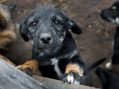 puppy_Russia-Petition_against_dog_killing puppy_Russia-Petition_against_dog_killing