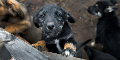 puppy_Russia-Petition_against_dog_killing puppy_Russia-Petition_against_dog_killing
