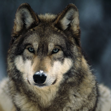 wolf_IFAW wolf_IFAW