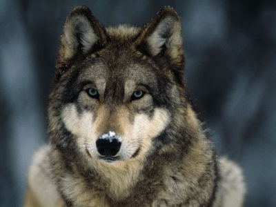 wolf_IFAW wolf_IFAW