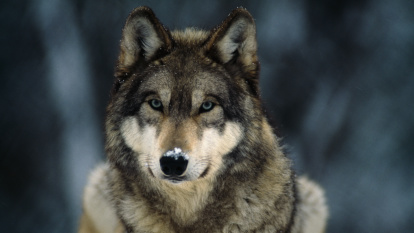 wolf_IFAW wolf_IFAW
