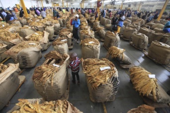 201804africa_zimbabwe_tobacco_photo5 201804africa_zimbabwe_tobacco_photo5