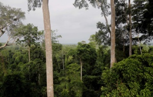 forest ghana
