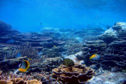 coralreef coralreef