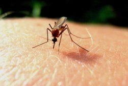 Mosquitos_genetic Mosquitos_genetic