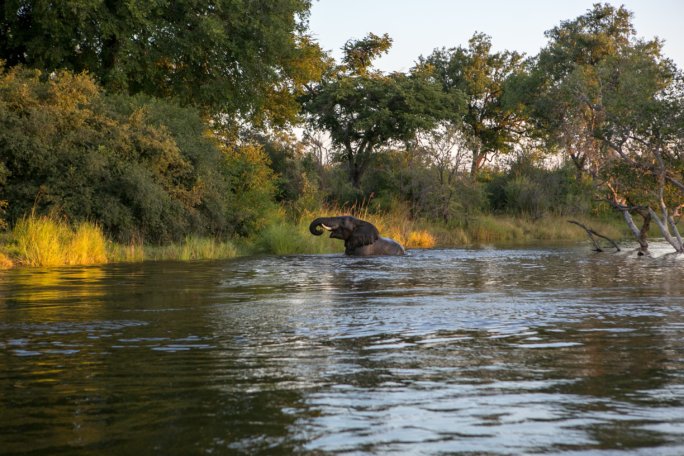 Elephant bathing in Zambezi River.