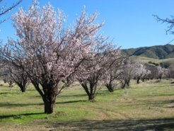 almondtrees
