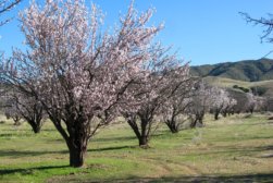 almondtrees almondtrees