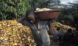 cocoa ghana child labour