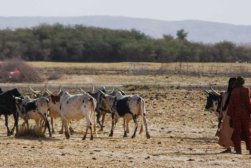cattle cattle