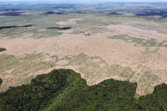 deforestation amazon