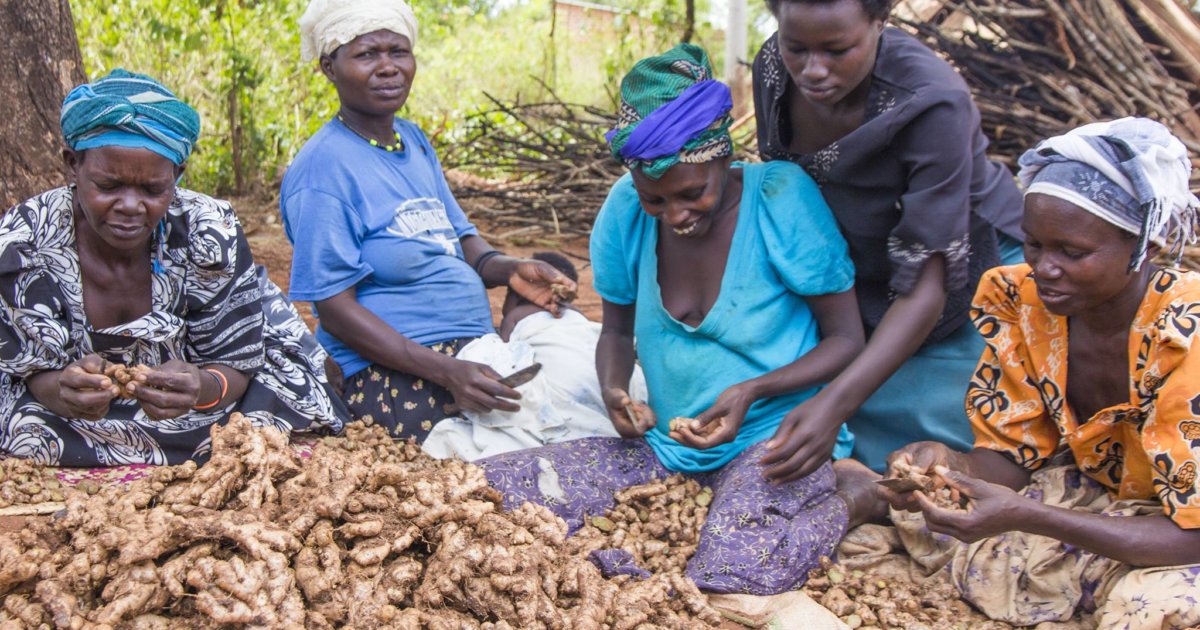 Help Ugandan farmers access global markets and end poverty | FairPlanet