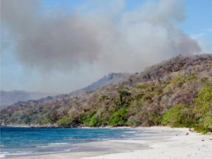 rainforestfire