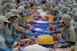 china fish factory