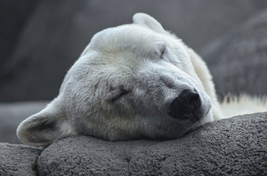 polar-bear
