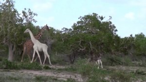 white giraffe