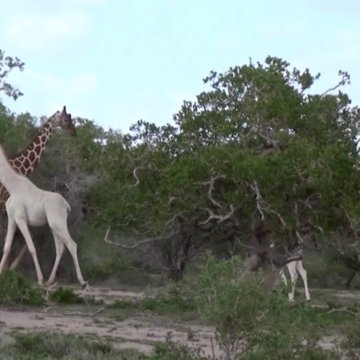 white giraffe white giraffe
