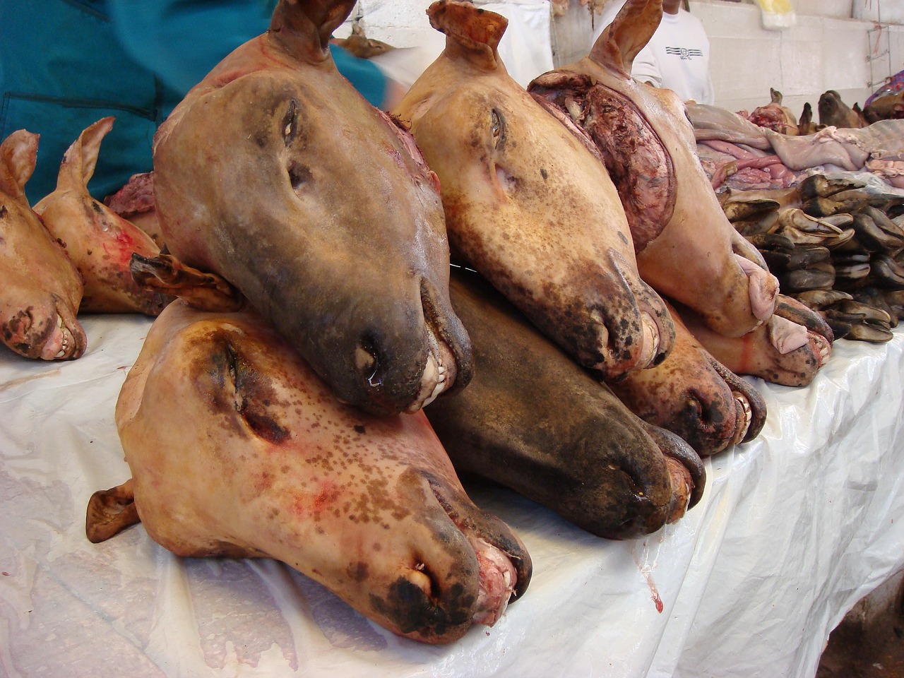 Millions of farm animals slaughtered in . during coronavirus | FairPlanet